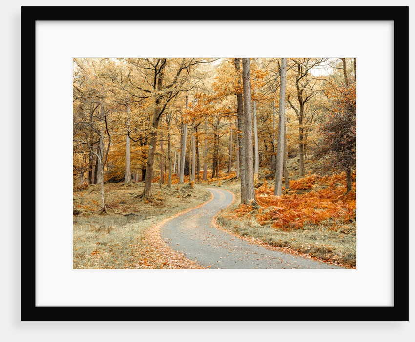 Road through forest by Assaf Frank